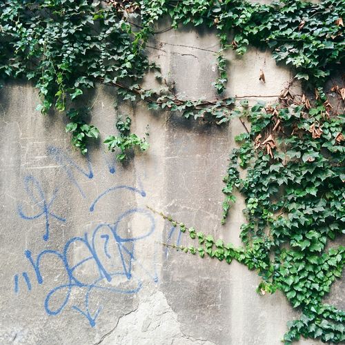 Graffiti on wall with gorgeous plants.