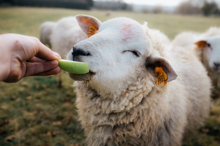 Close-up of hand feeding sheep