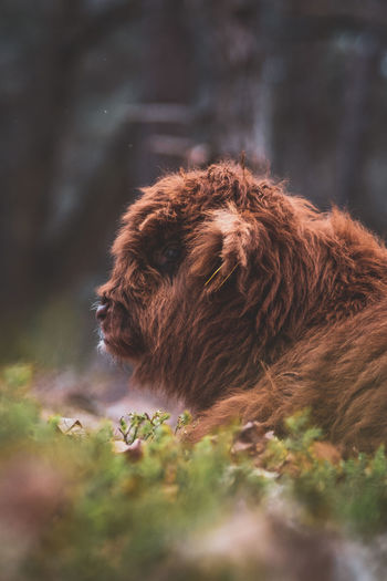 Scottish highlander