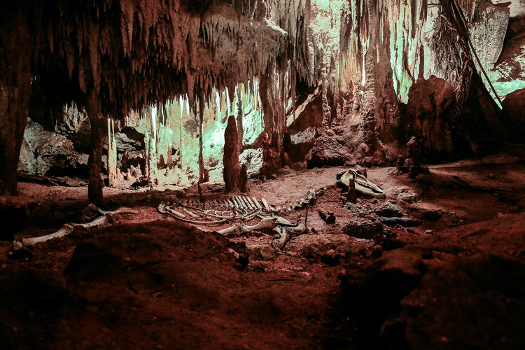 Trees in cave