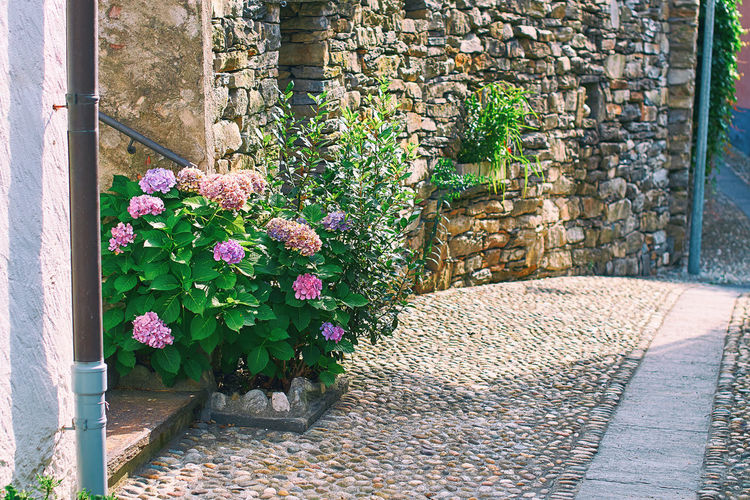 Flower plants against building wall