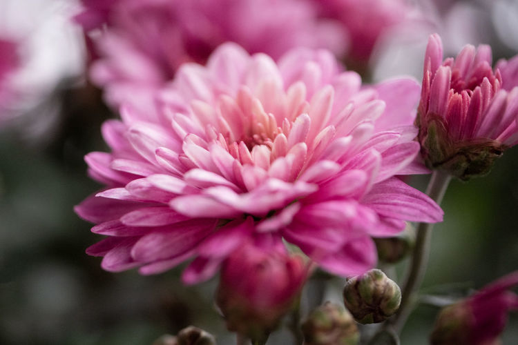 Close-up of pink chrysanthemums