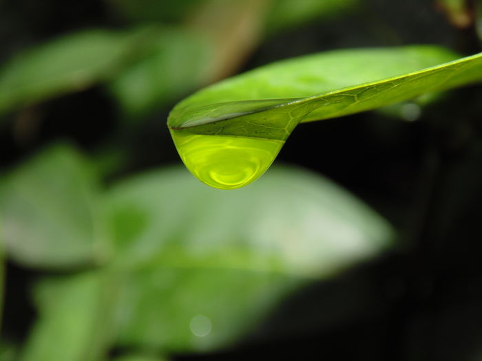 Close-up of raindrop on leaf