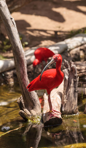 Two scarlet ibis birds outdoors