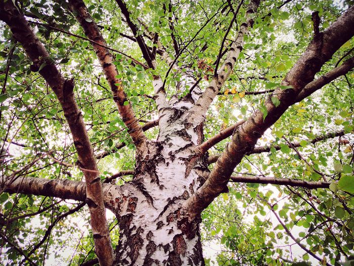 Low angle view of tree against sky