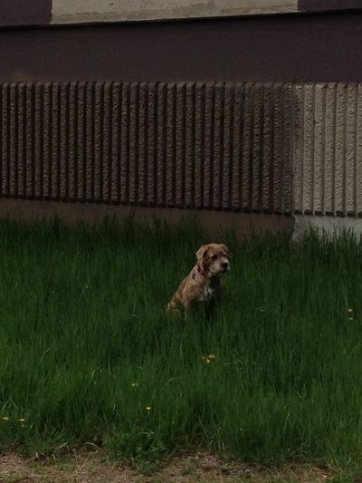 Dog in pond