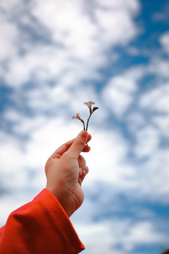 Cropped hand of person holding plant against cloudy sky