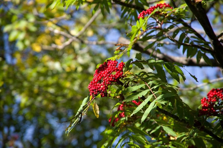 Low angle view of red berries on tree