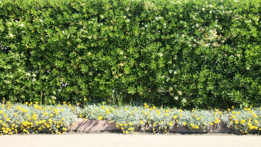 View of flowering plants against footpath