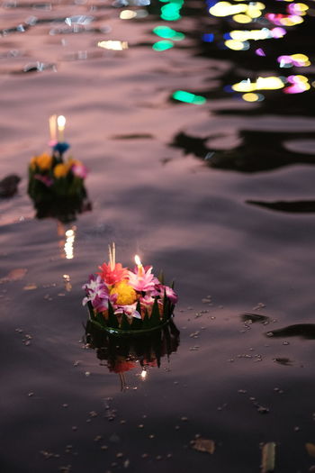 View of illuminated flower floating on water in lake