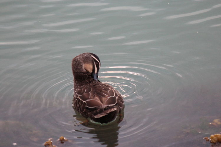 High angle view of mallard duck preening on lake