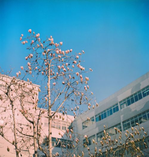 Low angle view of cherry tree by building against clear sky