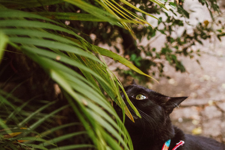 Close-up of cat by plant