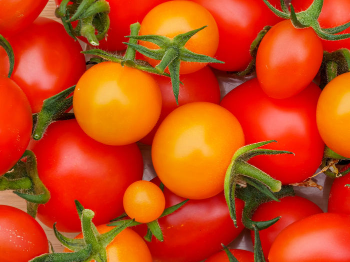 Closeup of home grown tomatoes, varieties mountain magic, tutti frutti and sungold