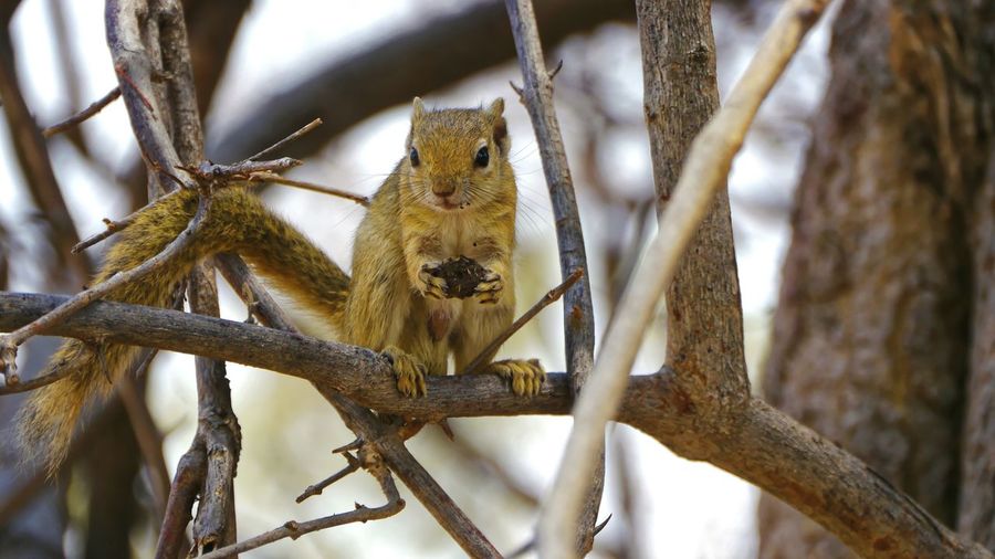 Close-up of squirrel sitting on branch
