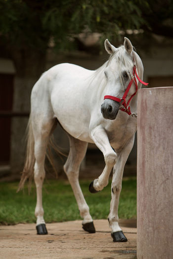 Photo of a beautiful white arabian horse