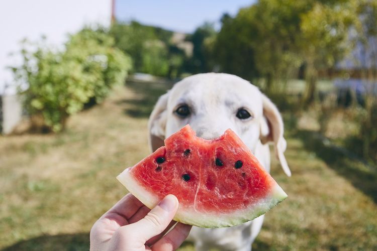Close-up of hand holding watermelon to dog in yard