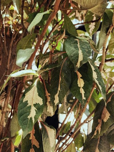 Close-up of dry leaves on tree