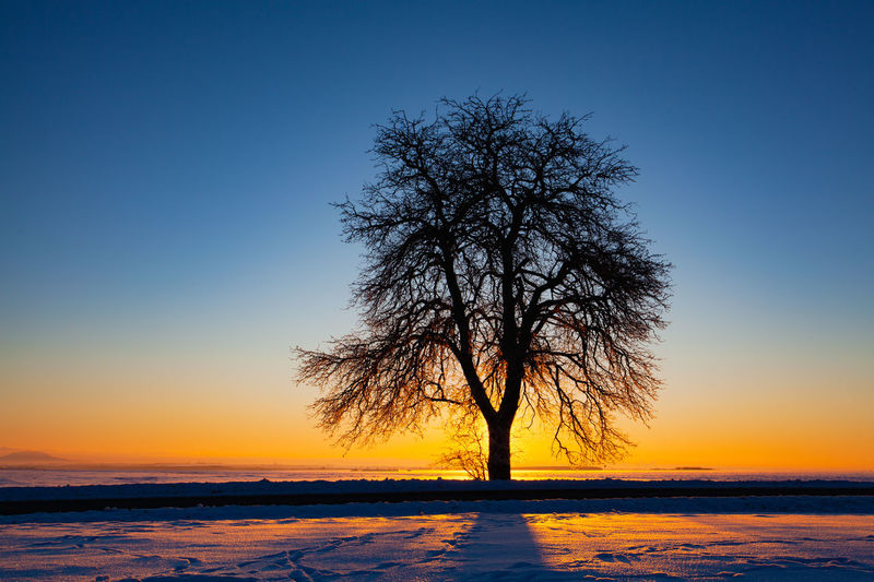 Silhouette trees on snow covered landscape against sky during sunset