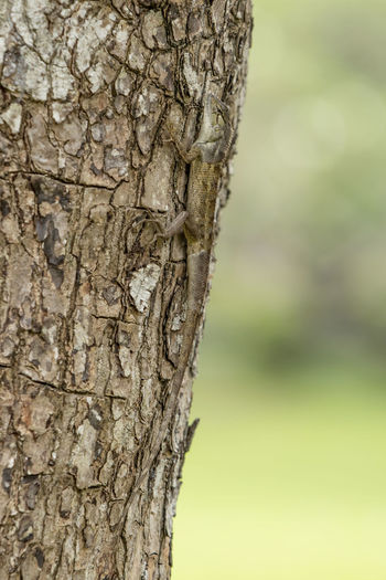 Close-up of tree trunk against blurred background