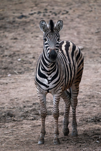 Portrait of zebras
