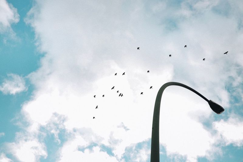 Low angle view of birds flying in sky