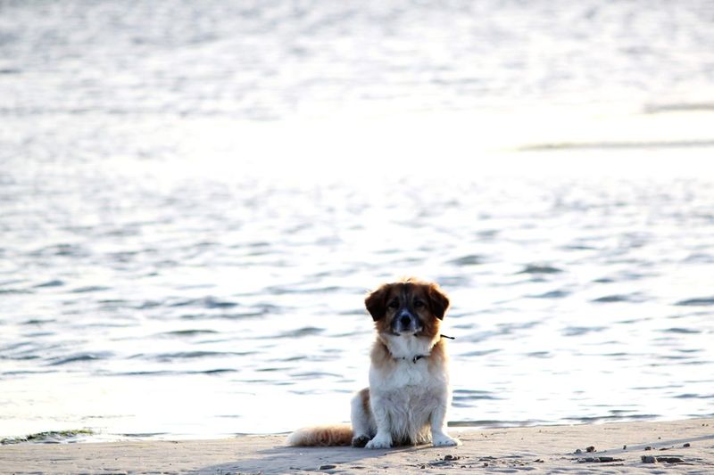 Portrait of dog sitting on beach