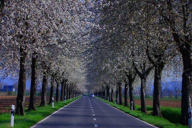 View of cherry trees along road