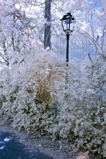 Snow covered plants by street during winter