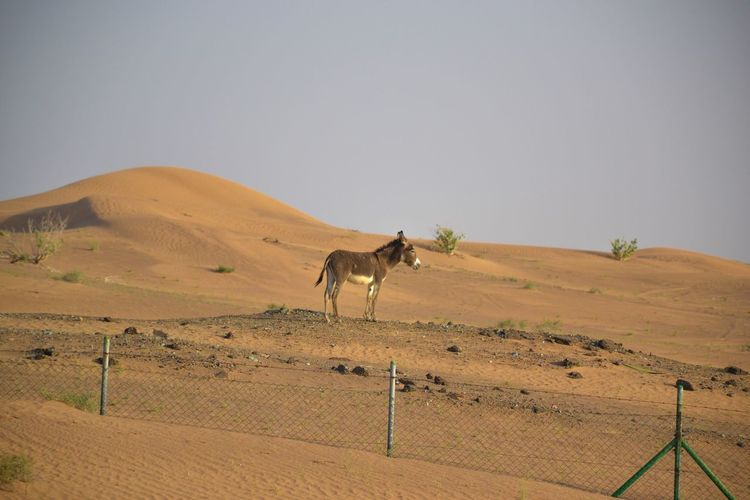 Horse standing in a desert