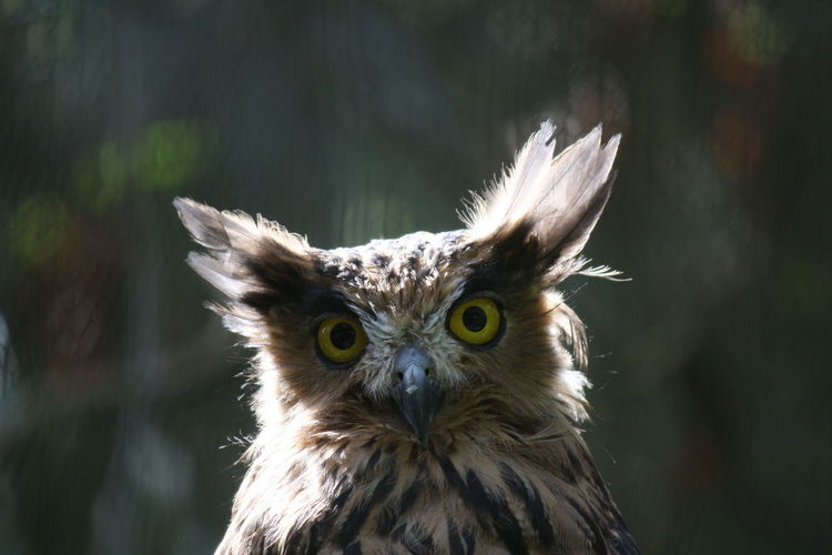 Close-up of an owl