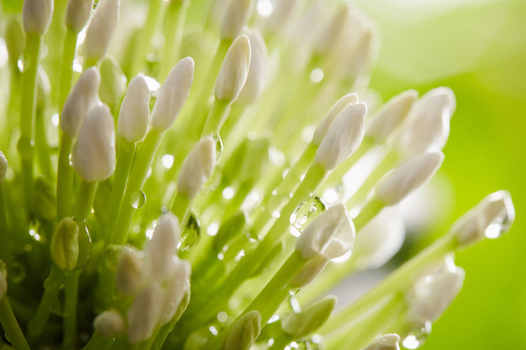 Close-up of fresh wet flower blooming outdoors