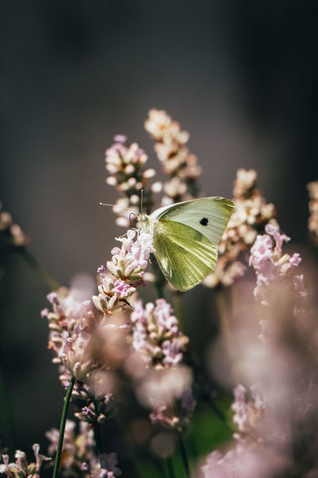 White pieris rapae sits on a plant in the wild czech nature and rests after a demanding flight