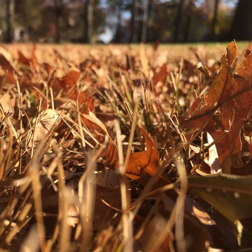 Close-up of plant growing on field