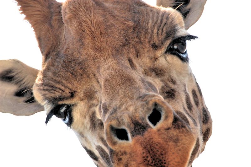 Close-up of animal head