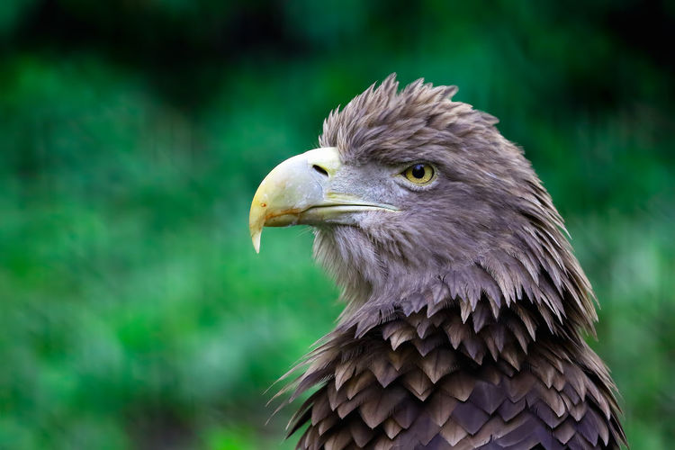 Close-up of eagle
