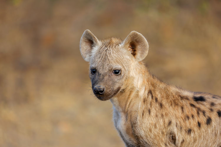 Portrait of a young spotted hyena - crocuta crocuta, kruger national park, south africa