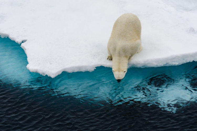 Polar bear in the arctic ocean looking into the water from an ice floe