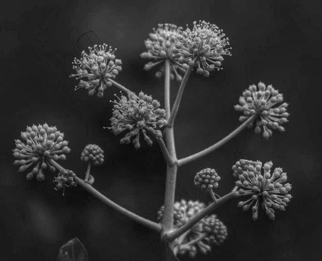 Close-up of flowers