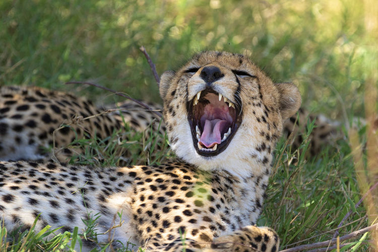 Close-up of a cheetah yawning 