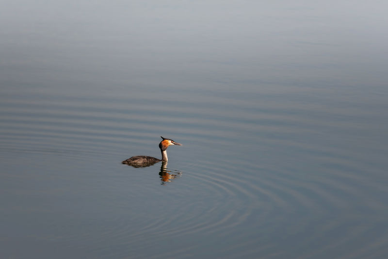 High angle view of duck swimming in lake - great crested grebe