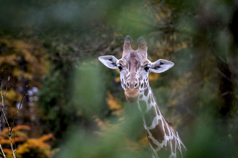 Giraffe is looking at camera