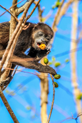 Low angle view of monkey eating plant