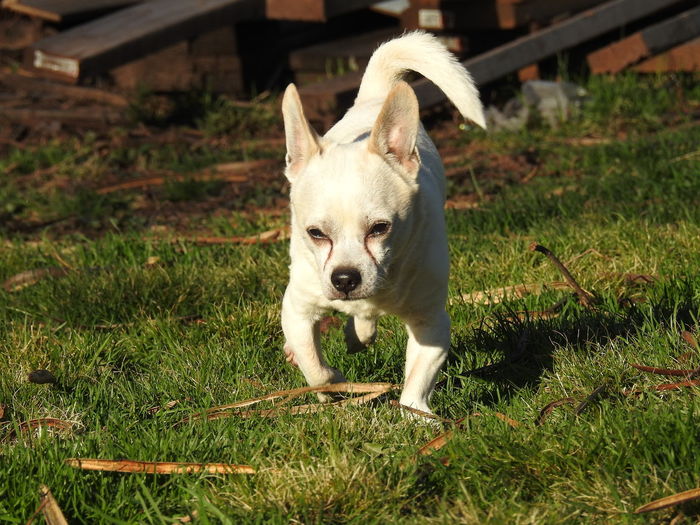 Portrait of a chihuahua dog running on field
