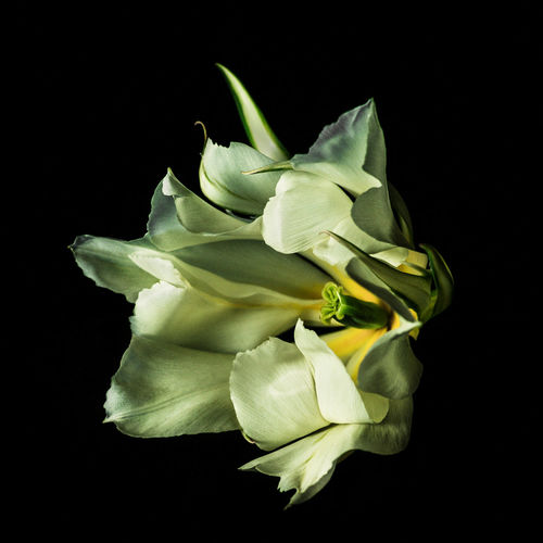 Close-up of white flower