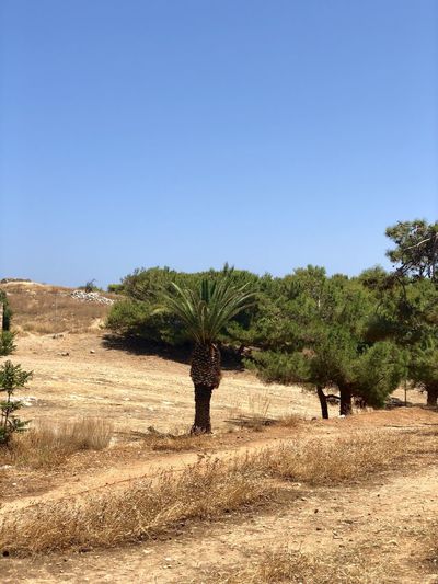 Trees on field against clear blue sky