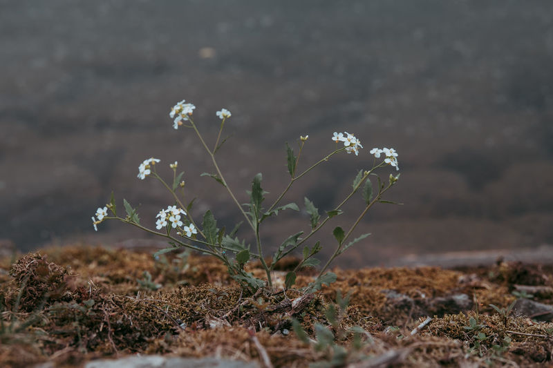 Close-up of flowering plant on field