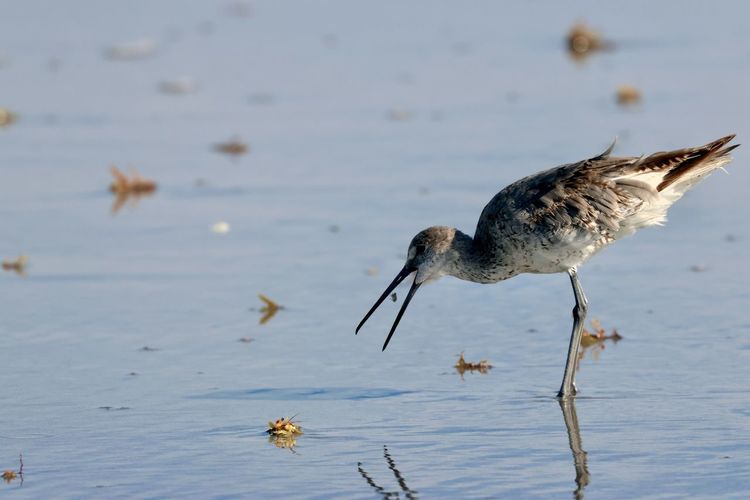 Willet feeding