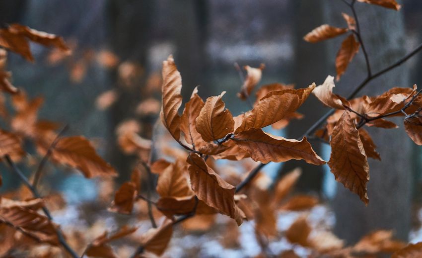 Close-up of dry leaves against blurred background