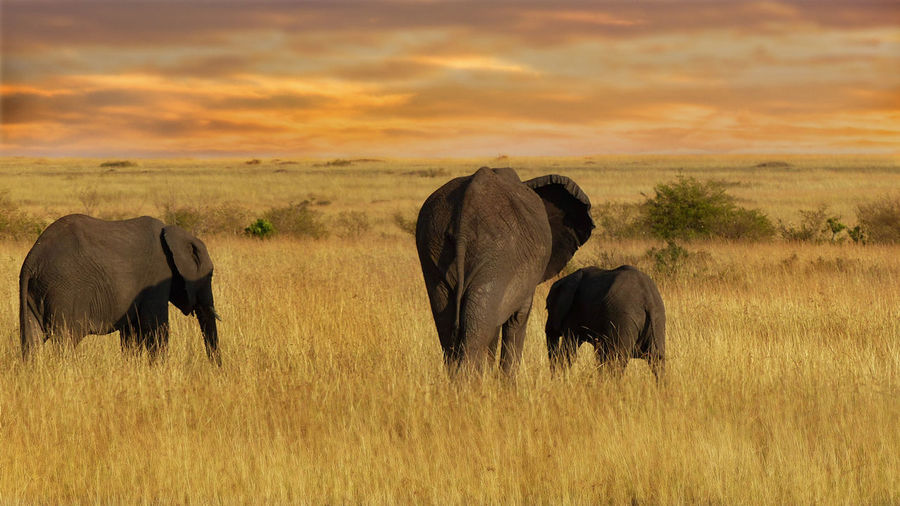 Elephants in africa during sunset 